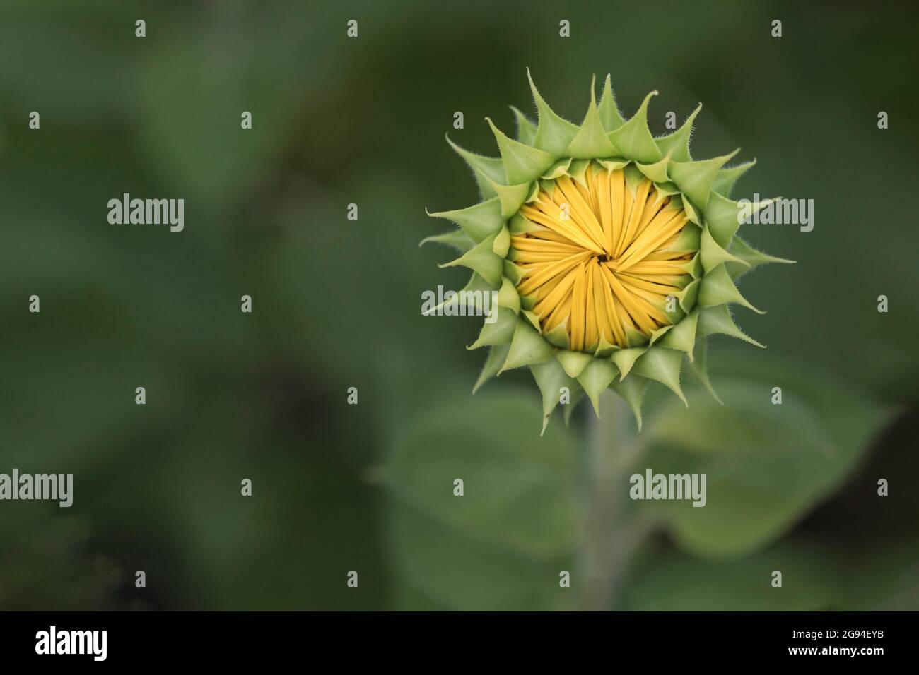Semplice verde e giallo germogli di girasole primo piano macro dettagli non aperti Foto Stock