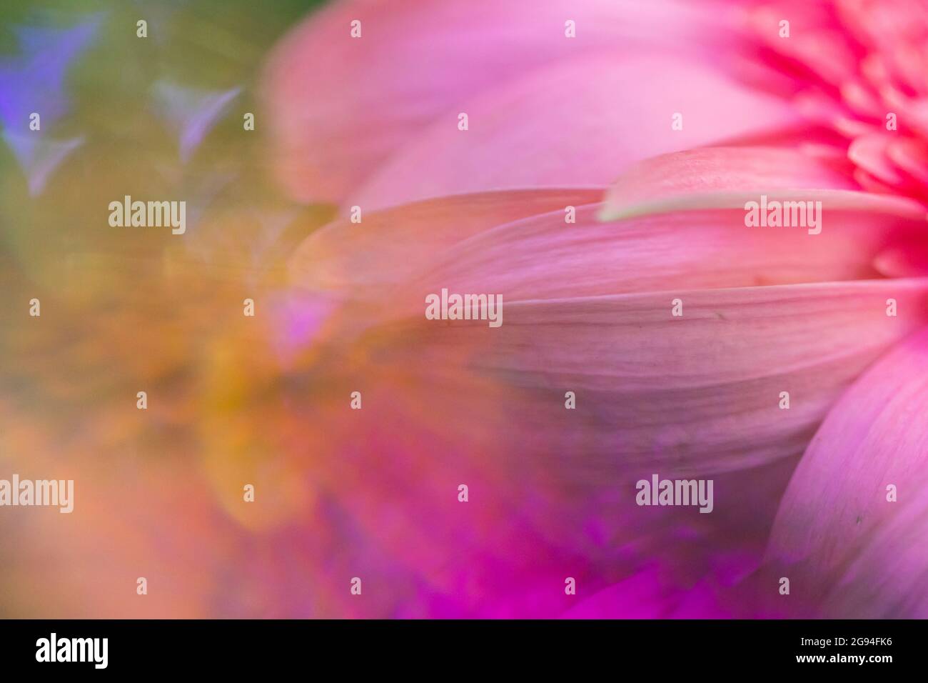 Primo piano fiore macro rosa con riflessi e colori psichedelici Foto Stock