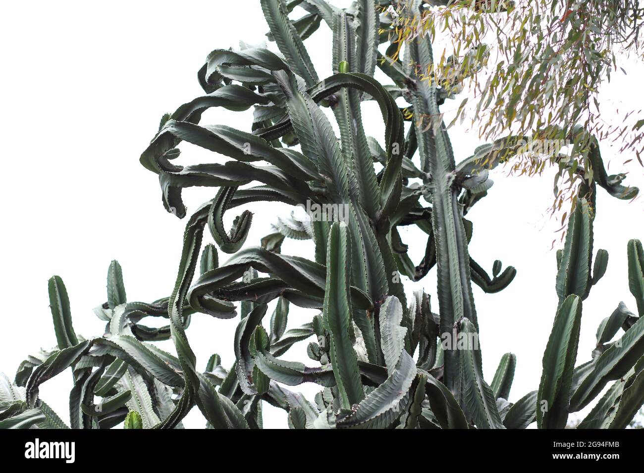 Una grande Euphorbia ingora Cactus con foglie di eucalipto Foto Stock