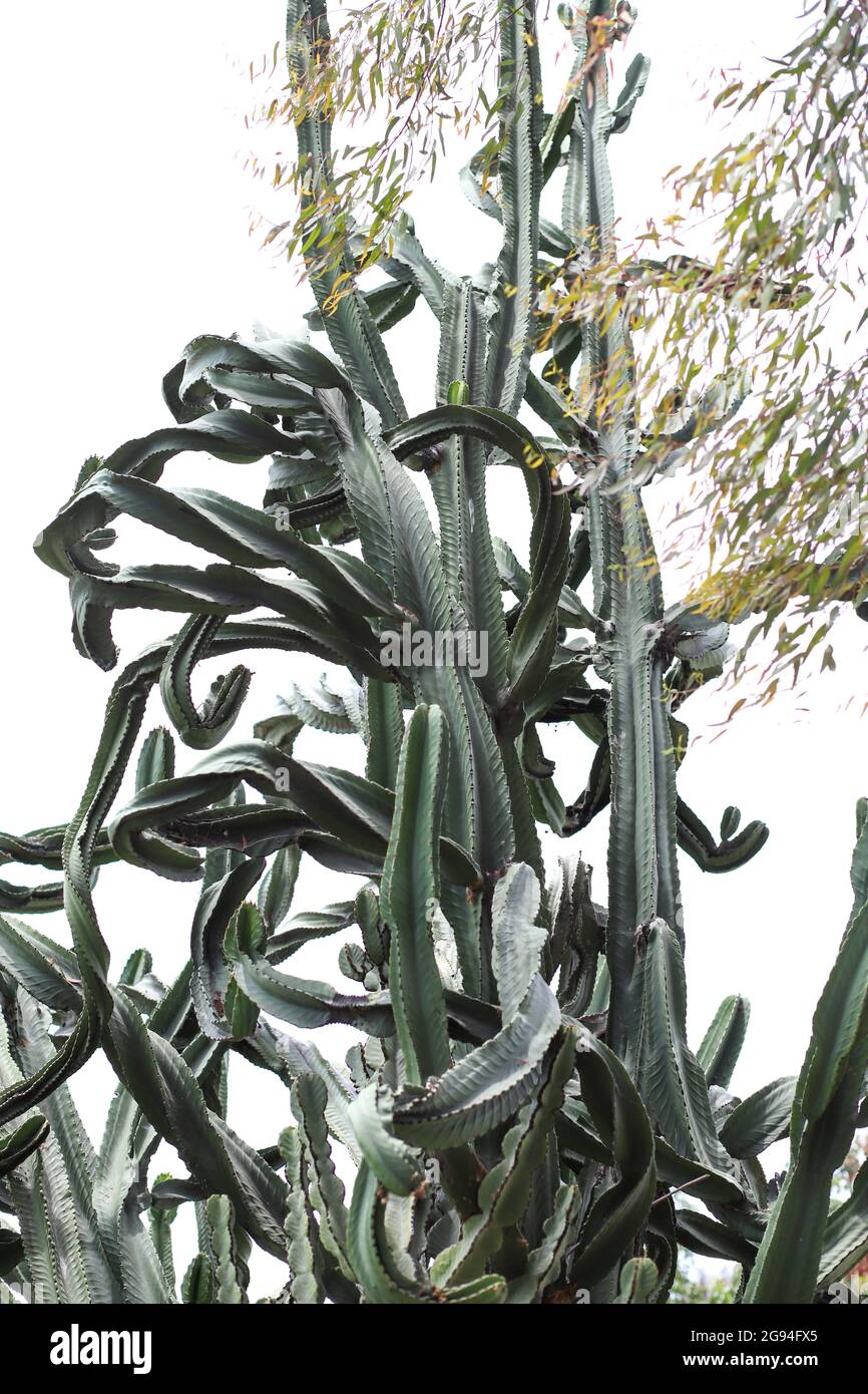 Un enorme sulu spurge con rami curling Foto Stock