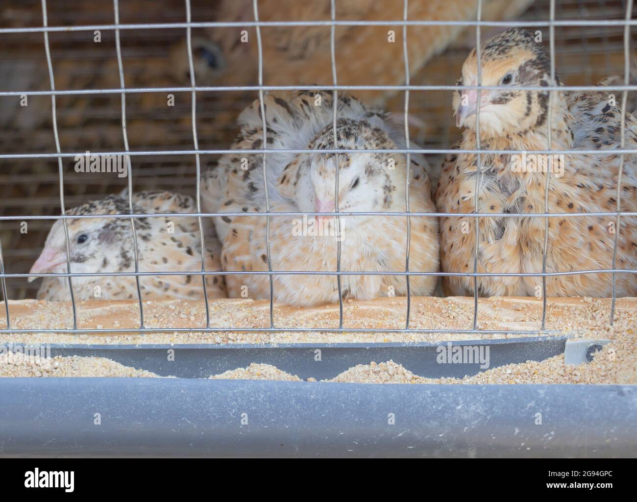 Primo piano di galline quail nella gabbia. Foto Stock