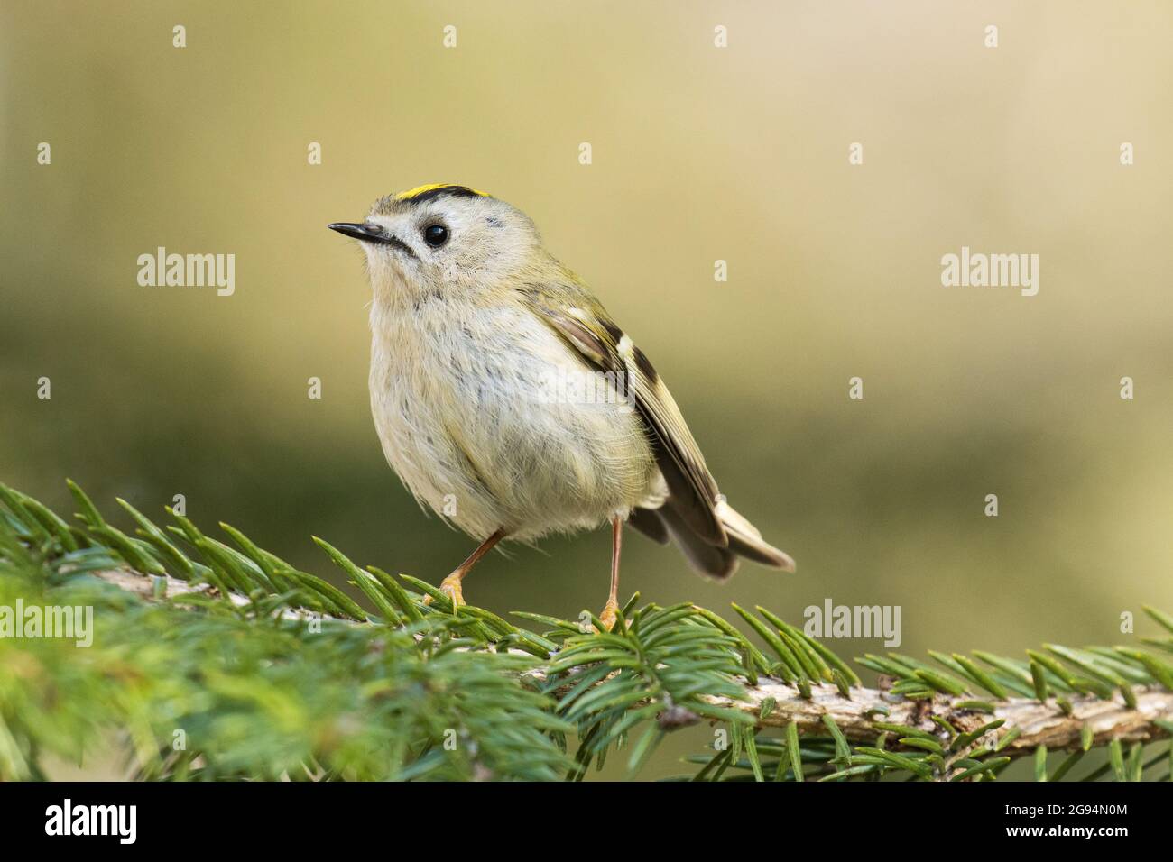 L'uccello più piccolo d'Europa, Goldcrest (Regulus regulus) arroccato in una giornata di primavera in Estonia. Foto Stock