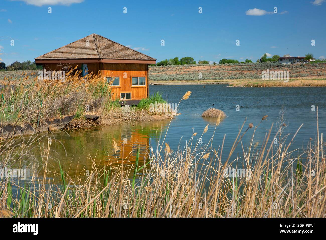 Uccello cieco su Burbank Slough, McNary National Wildlife Refuge, Washington Foto Stock