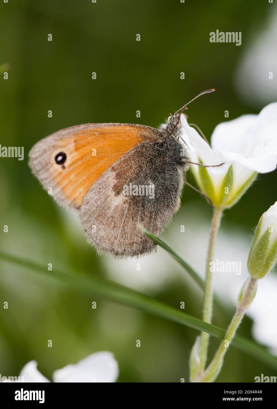 PICCOLA FARFALLA DI HEATH su fiore. Coenonympha Pamphilus Foto Stock