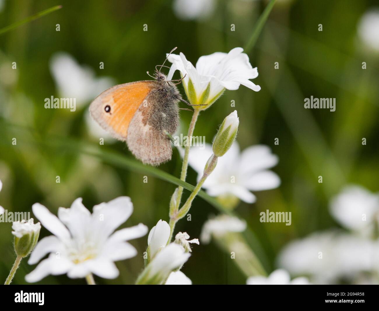 PICCOLA FARFALLA DI HEATH su fiore. Coenonympha Pamphilus Foto Stock