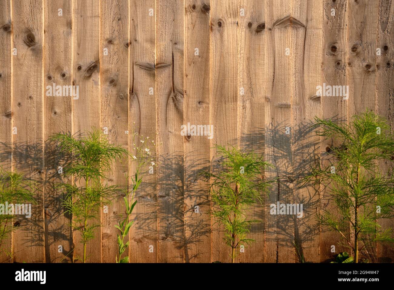 Fiori bianchi che crescono accanto ad una recinzione di legno. Foto Stock