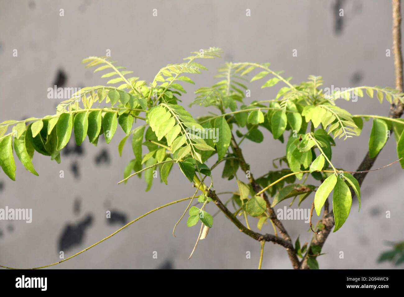 Curry neem o curry tree (Murraya koenigii) con frutta Foto Stock