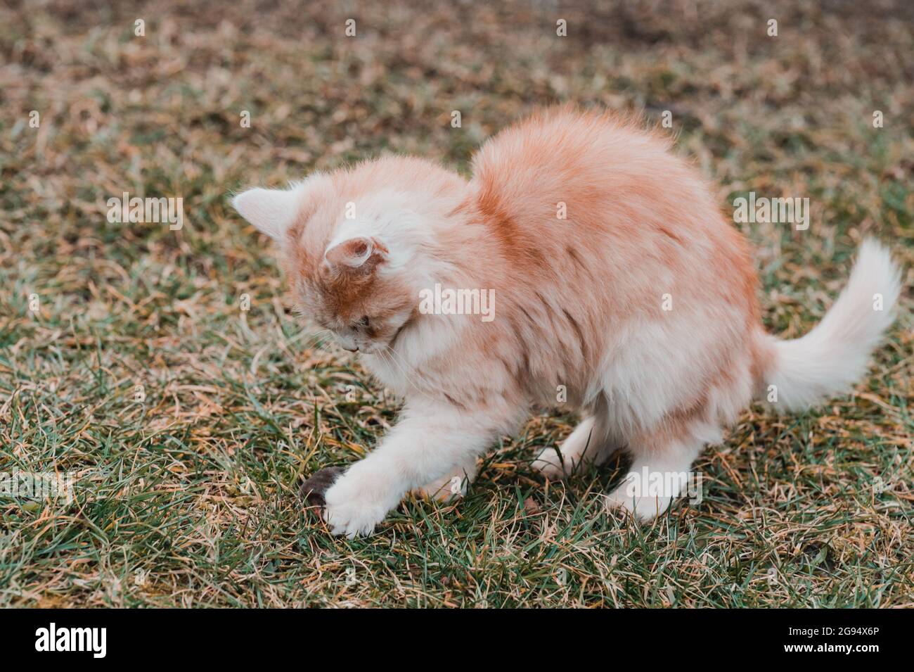 Un gatto rosso catturò una talpa, un gatto che gioca con una talpa sull'erba, la campagna e gli animali e roditori. Nuovo Foto Stock