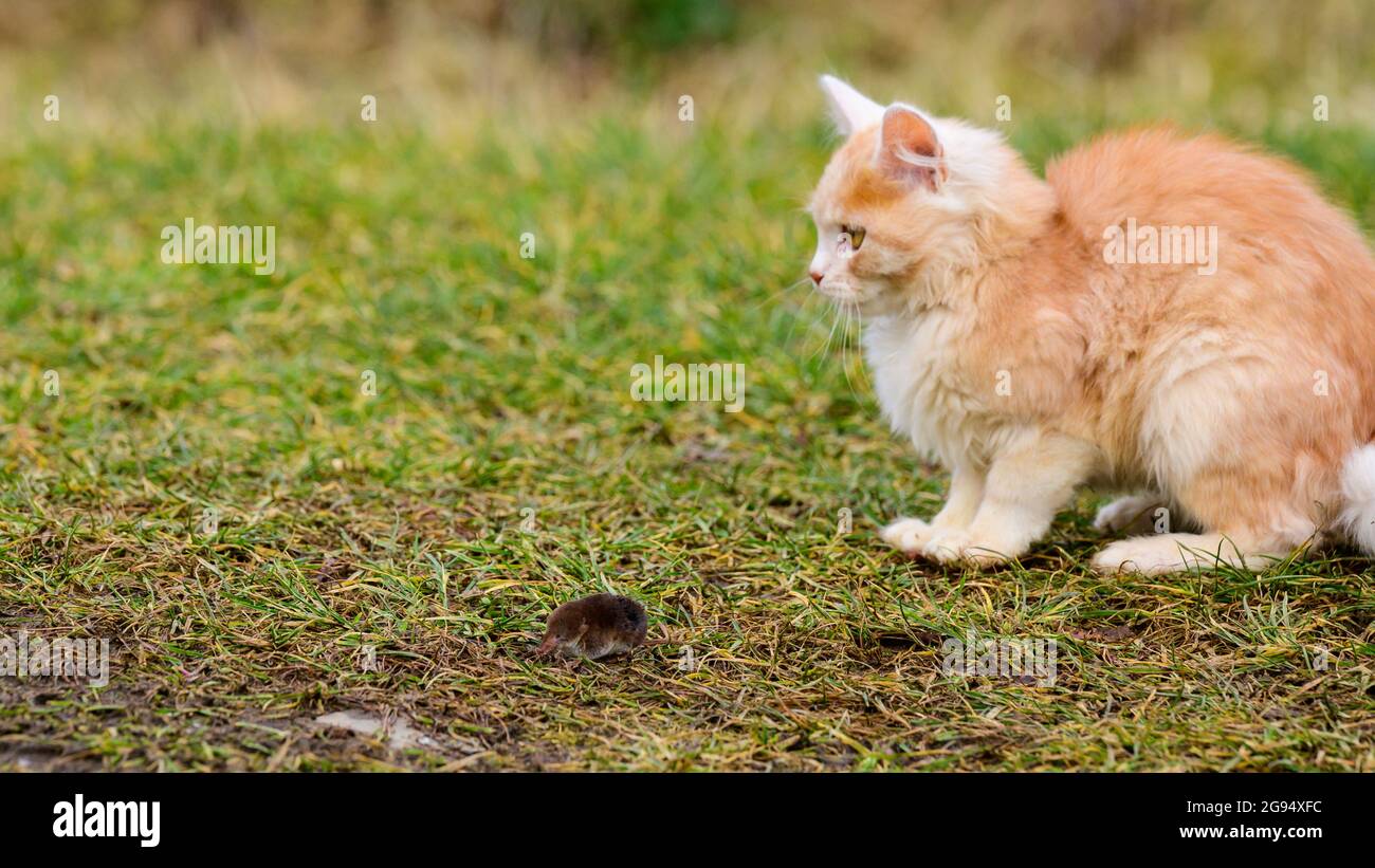 Un animale domestico peloso gioca con la sua preda, una talpa come cibo per un gatto, un roditore e un gatto. Nuovo Foto Stock