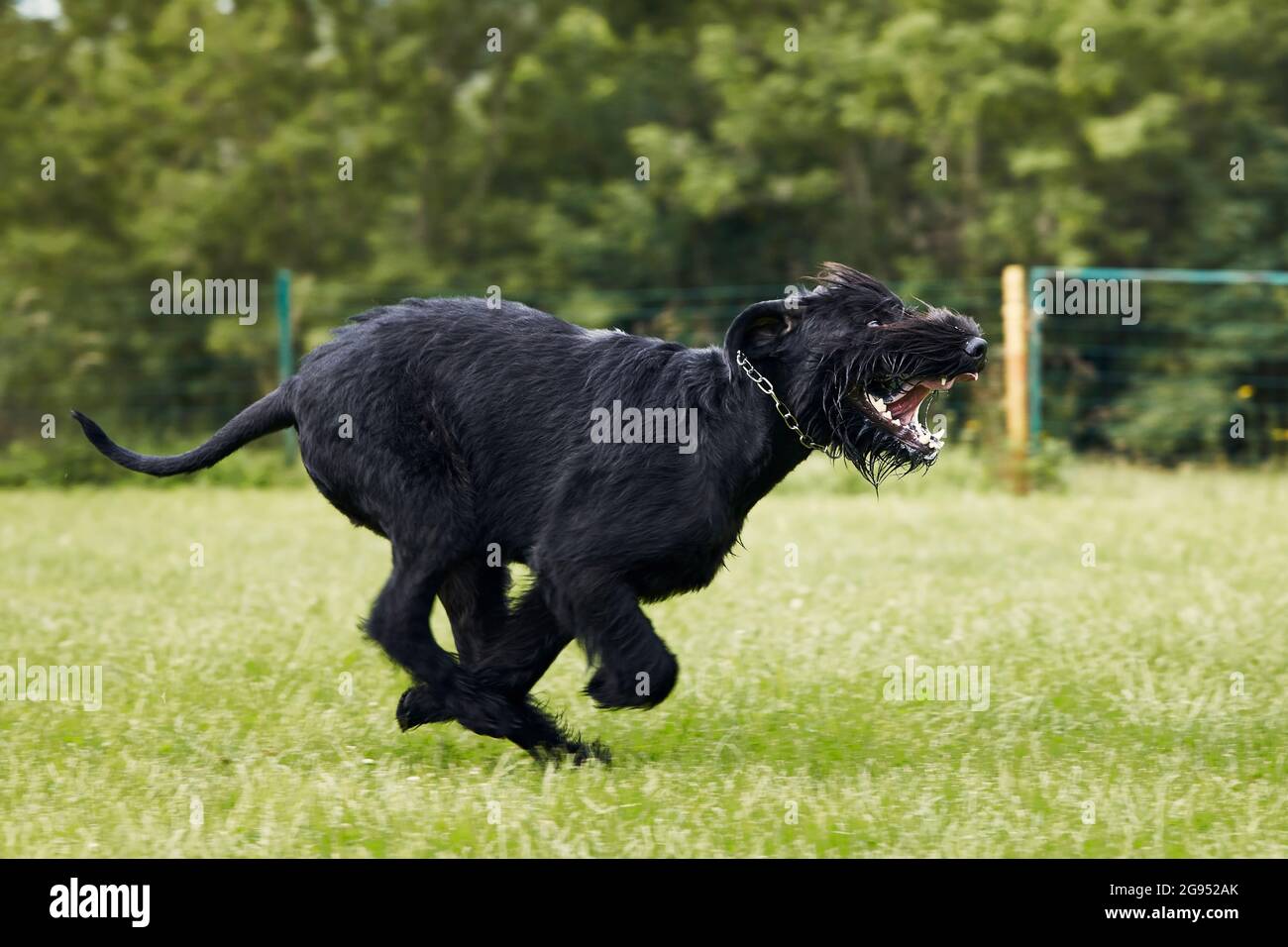 Cane che corre in erba. Black Giant Schnauzer che si sprint sul prato durante il giorno d'estate. Foto Stock