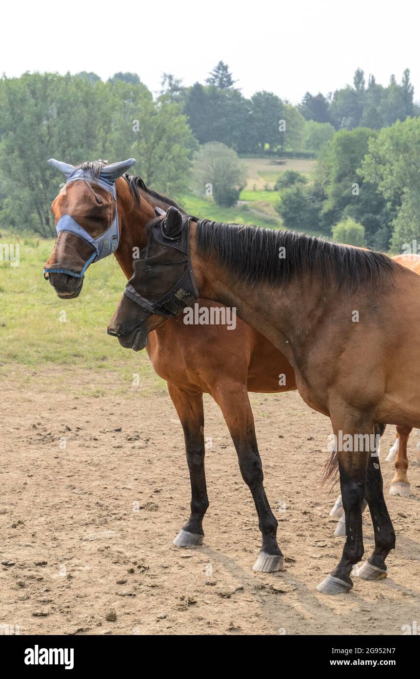 Cavalli bruni domestici (Equus ferus caballus), che indossano maschere o coperture di protezione contro gli insetti, in piedi su un pascolo nella campagna in Germania Foto Stock