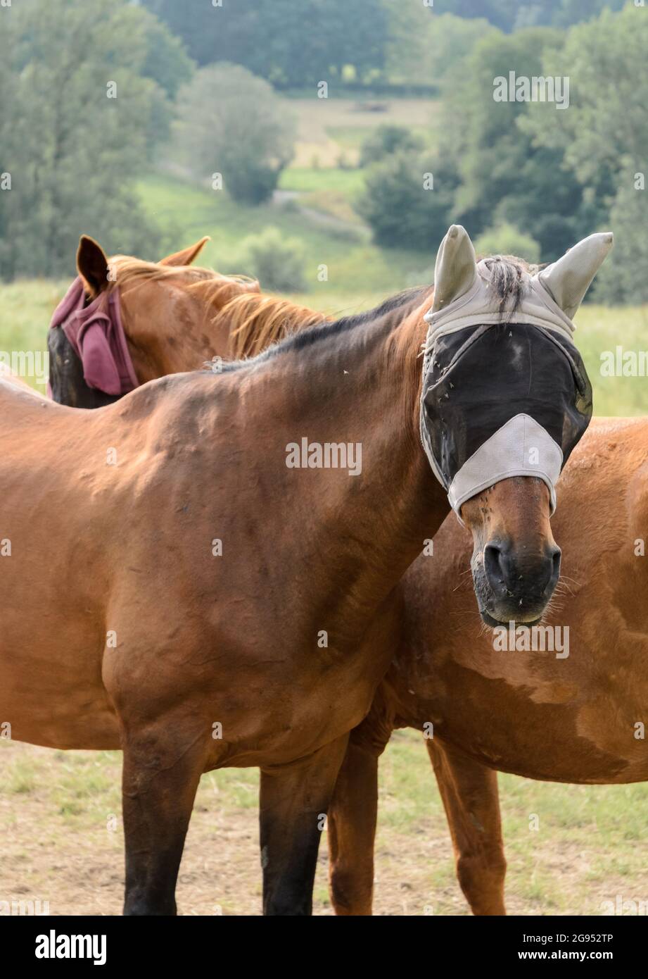 Cavalli bruni domestici (Equus ferus caballus), che indossano maschere o coperture di protezione contro gli insetti, in piedi su un pascolo nella campagna in Germania Foto Stock