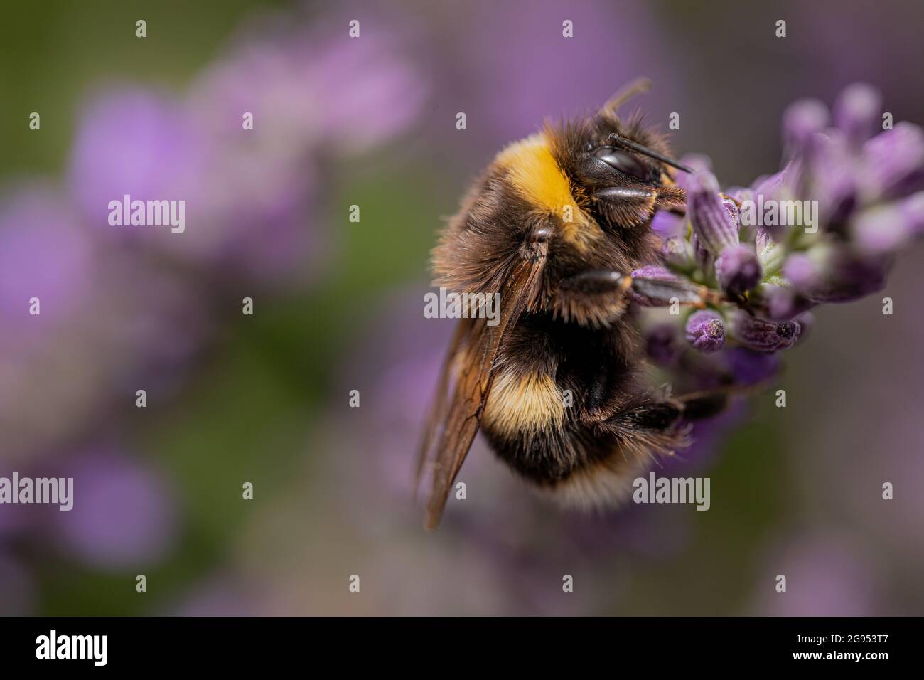 Bumble ape foraging sulla lavanda inglese. Api amore lavanda Foto Stock