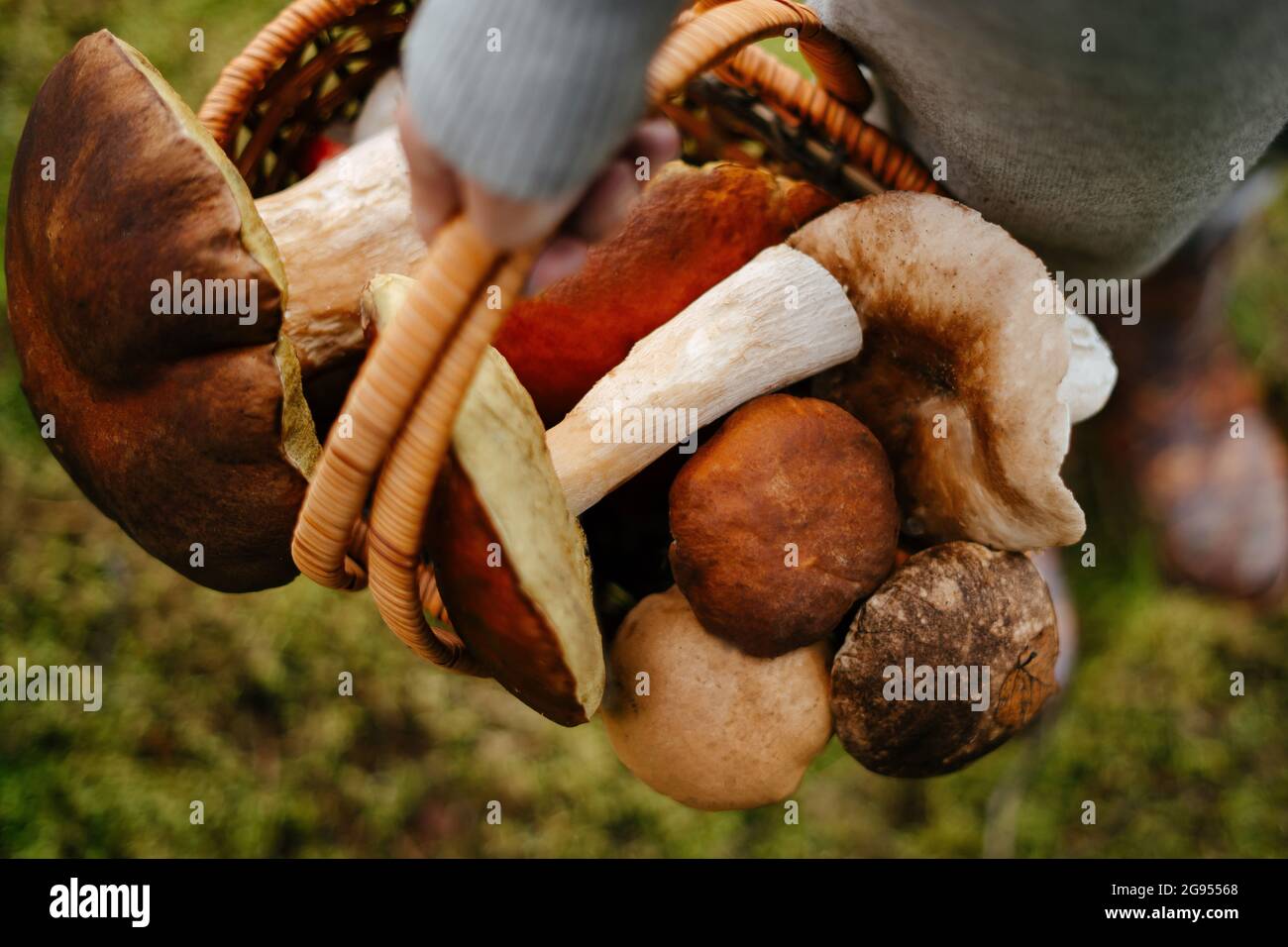 Raccolta funghi commestibili funghi bianchi e rossi in un cestino. Foto Stock