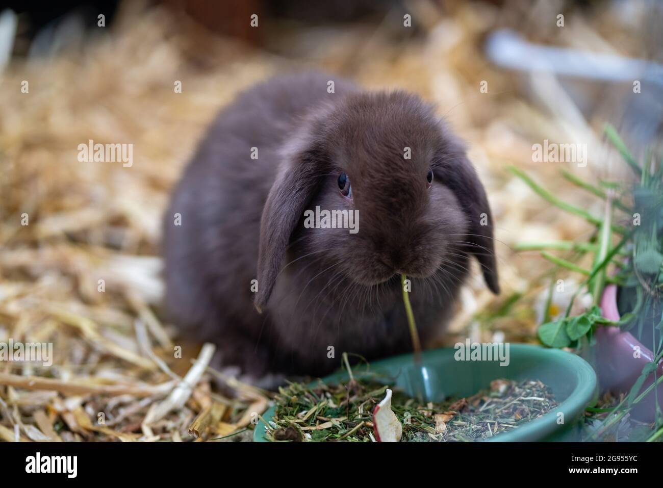 Primo piano di un coniglio nano bruno che mangia fieno da una ciotola all'interno. Pelliccia morbida, orecchie floppy e comportamento naturale creano un autentico stile di vita per animali domestici. Foto Stock