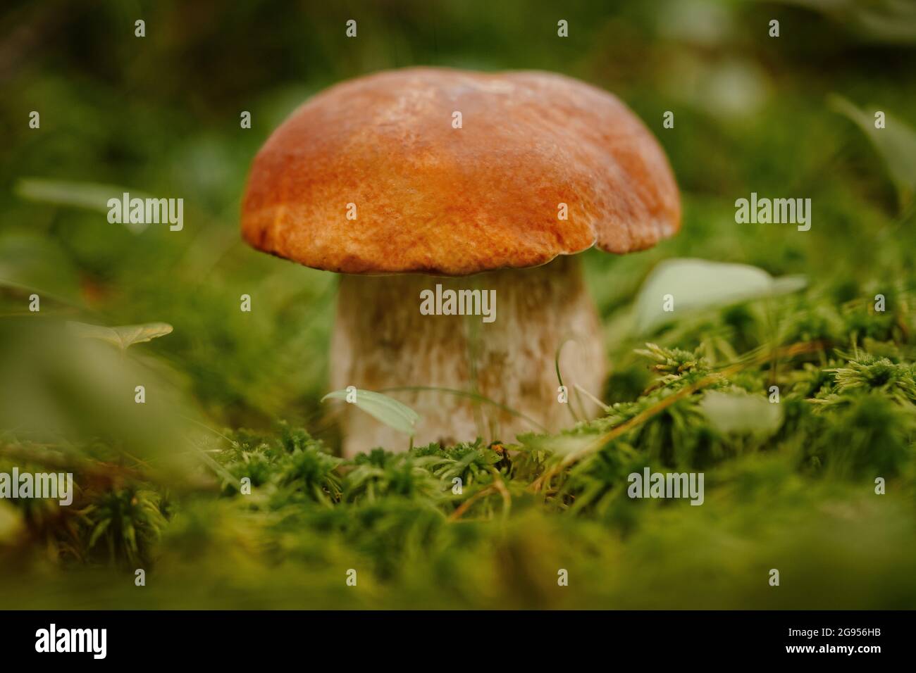 Funghi commestibili giovani nella foresta Foto Stock