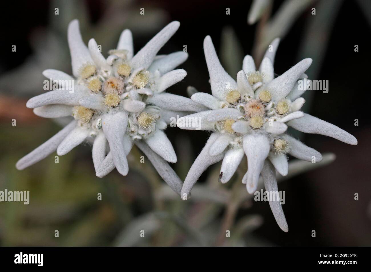 Edelweiss (leontopodium) Foto Stock