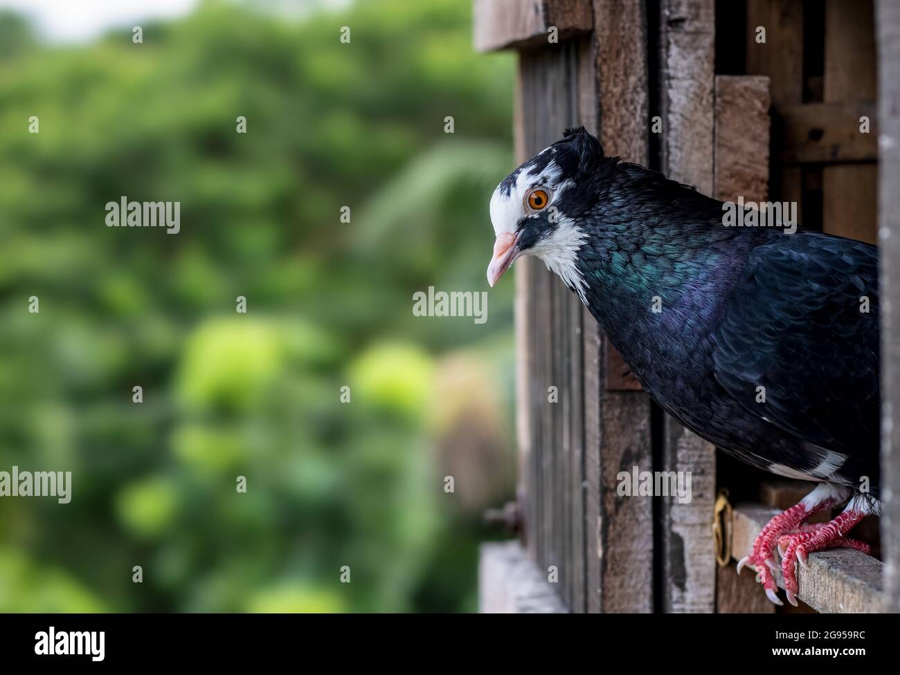 Nero con segni bianchi sulla faccia nazionale piccione in piedi sulla porta del loft, primo piano piccione faccia con sfondo sfocato Foto Stock