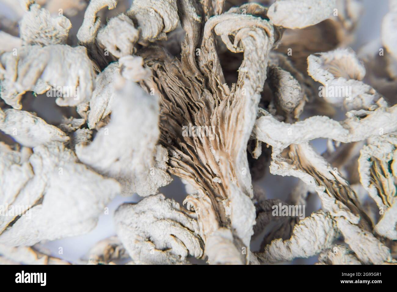 Primo piano Schizophyllum comune fungo. Le 'Gillies' o le 'branchie di split' variano dal giallo cremoso al bianco pallido nel colore. Il cappuccio è piccolo, largo 1-4 cm. Foto Stock