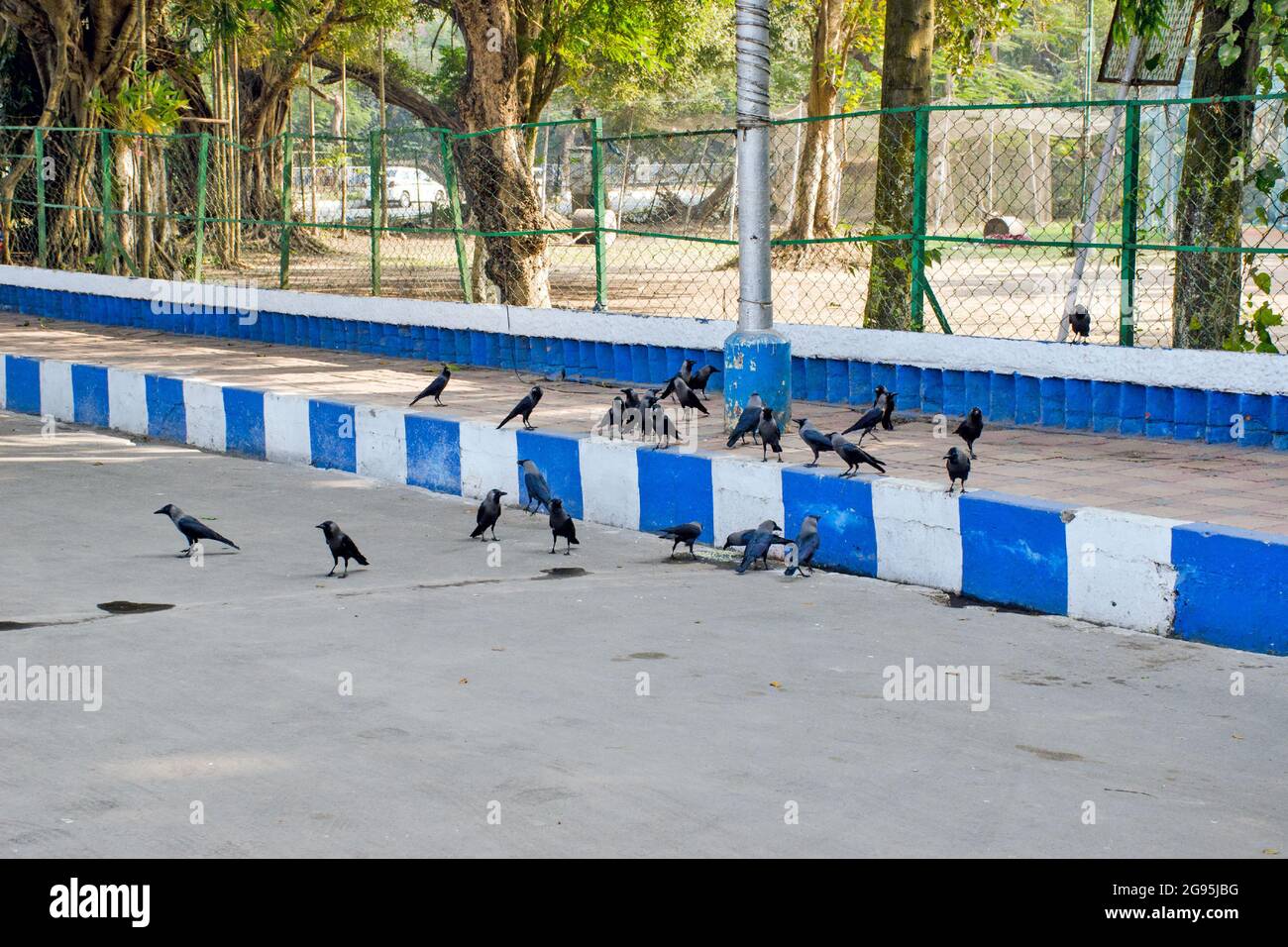 un sacco di corvi seduta sentiero fotografia astratta Foto Stock