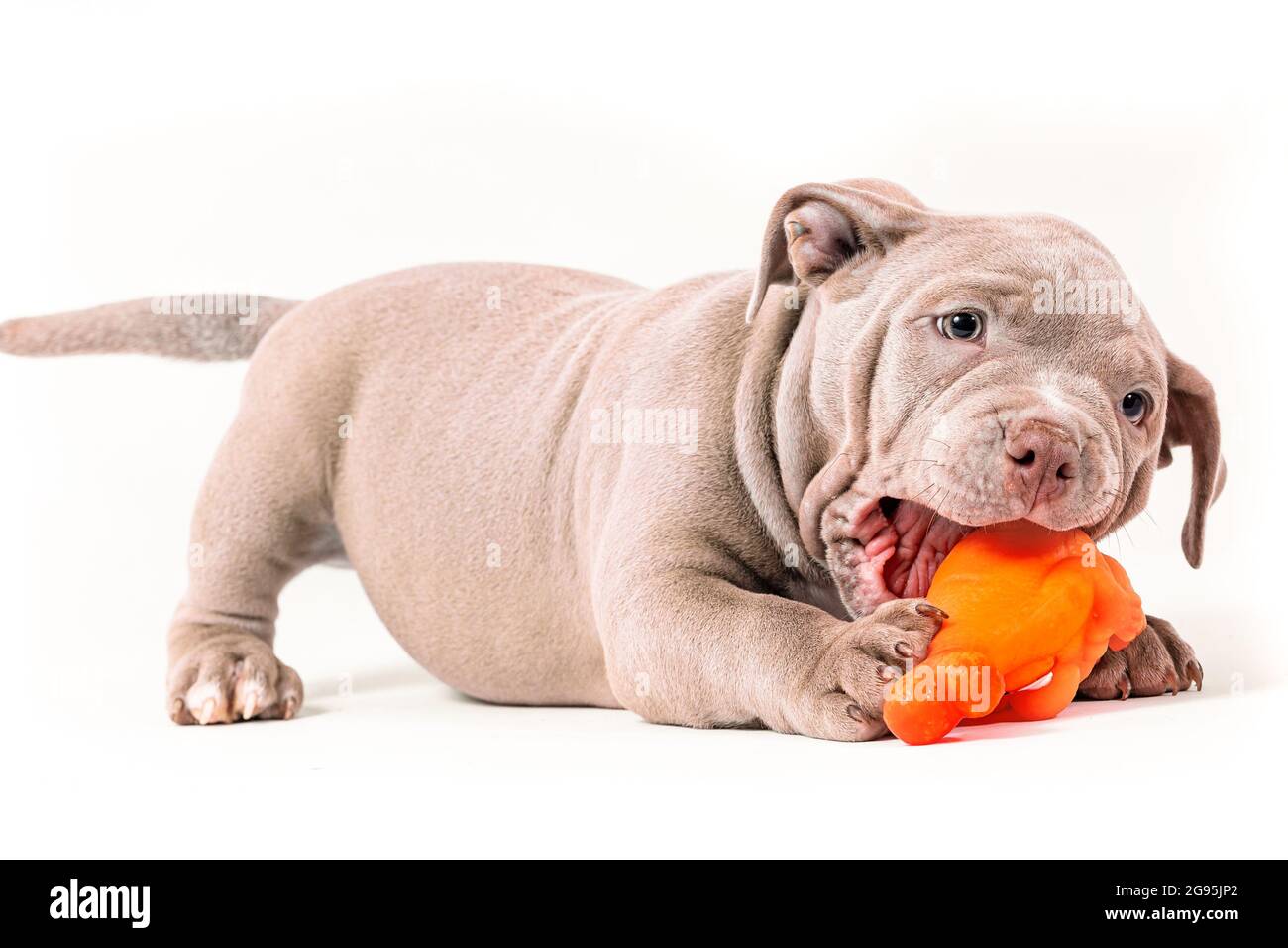 Un cucciolo americano Bully di colore viola gioca con un giocattolo di plastica. Isolato su sfondo bianco Foto Stock