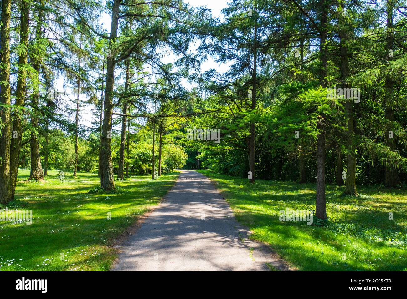 Green Trees e Walkway nel City Park in estate Foto Stock