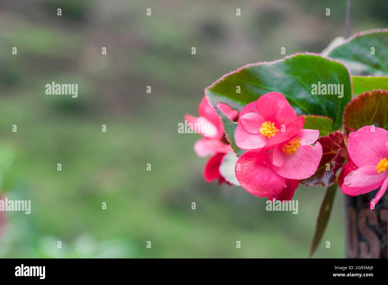 Begonia semperflorens, fiore di petali di fucsia e pistil giallo originario del Brasile Foto Stock