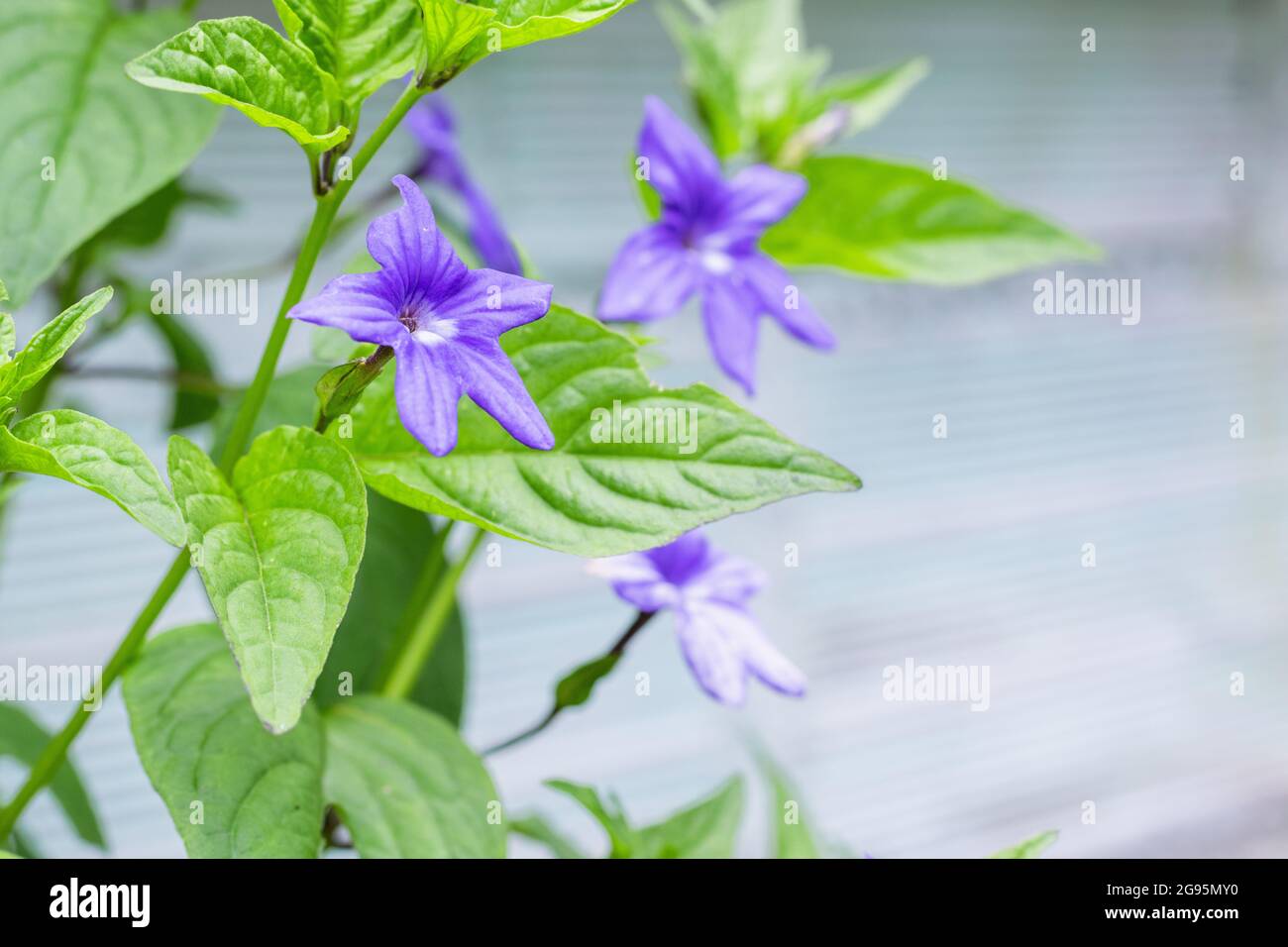 Brogallia, fiore da giardino con petali violacei di foglie verdi coltivati principalmente in America Centrale e Sud Foto Stock