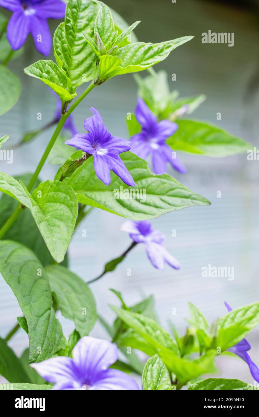 Brogallia, fiore da giardino con petali violacei di foglie verdi coltivati principalmente in America Centrale e Sud Foto Stock