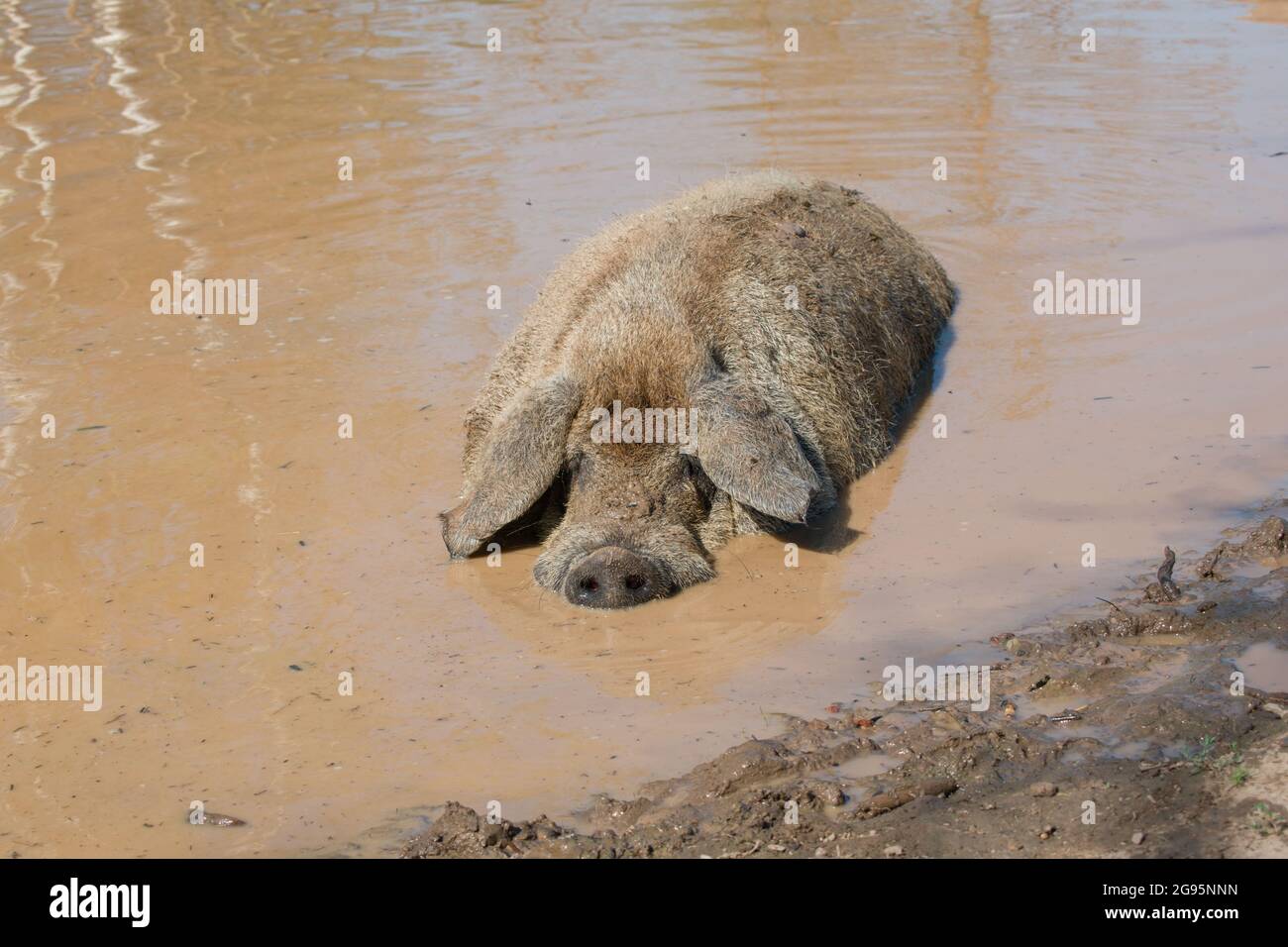 Vietnamita Pot-belled maiale dormendo in acqua marrone stagno Foto Stock