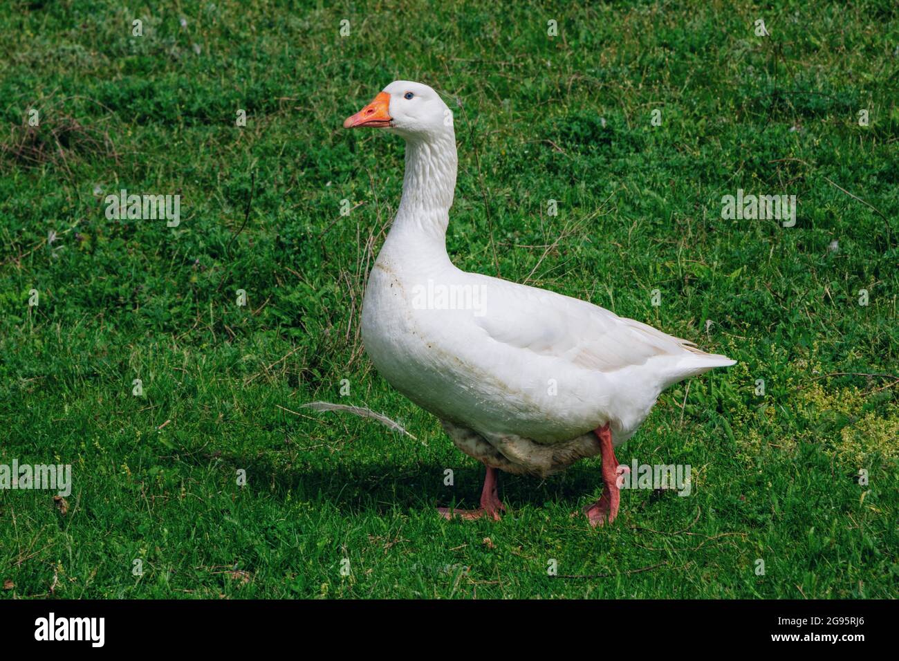 Oche bianca che cammina sul prato con erba verde in fattoria. Uccelli domestici. Foto Stock