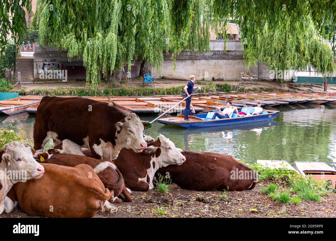 CAMBRIDGE ENGLAND PUNT E PASSEGGERI SUL FIUME CAM E UNA PICCOLA MANDRIA DI BESTIAME HEREFORD SULLA BANCA Foto Stock
