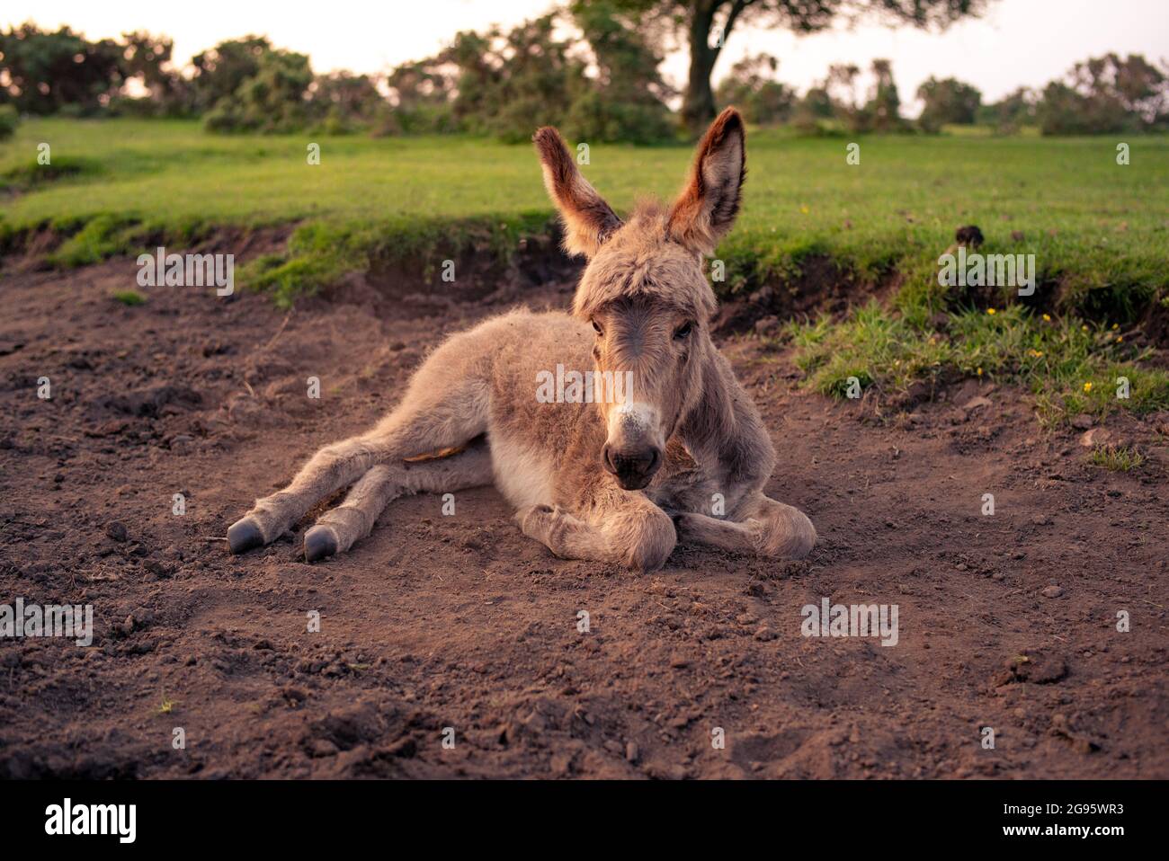 Un asino molto carino del foal del bambino si siede in un letto asciutto fuori del ruscello nella foresta nuova completa con il rotolo occasionale nel fango asciutto polveroso. (set di immagini) Foto Stock