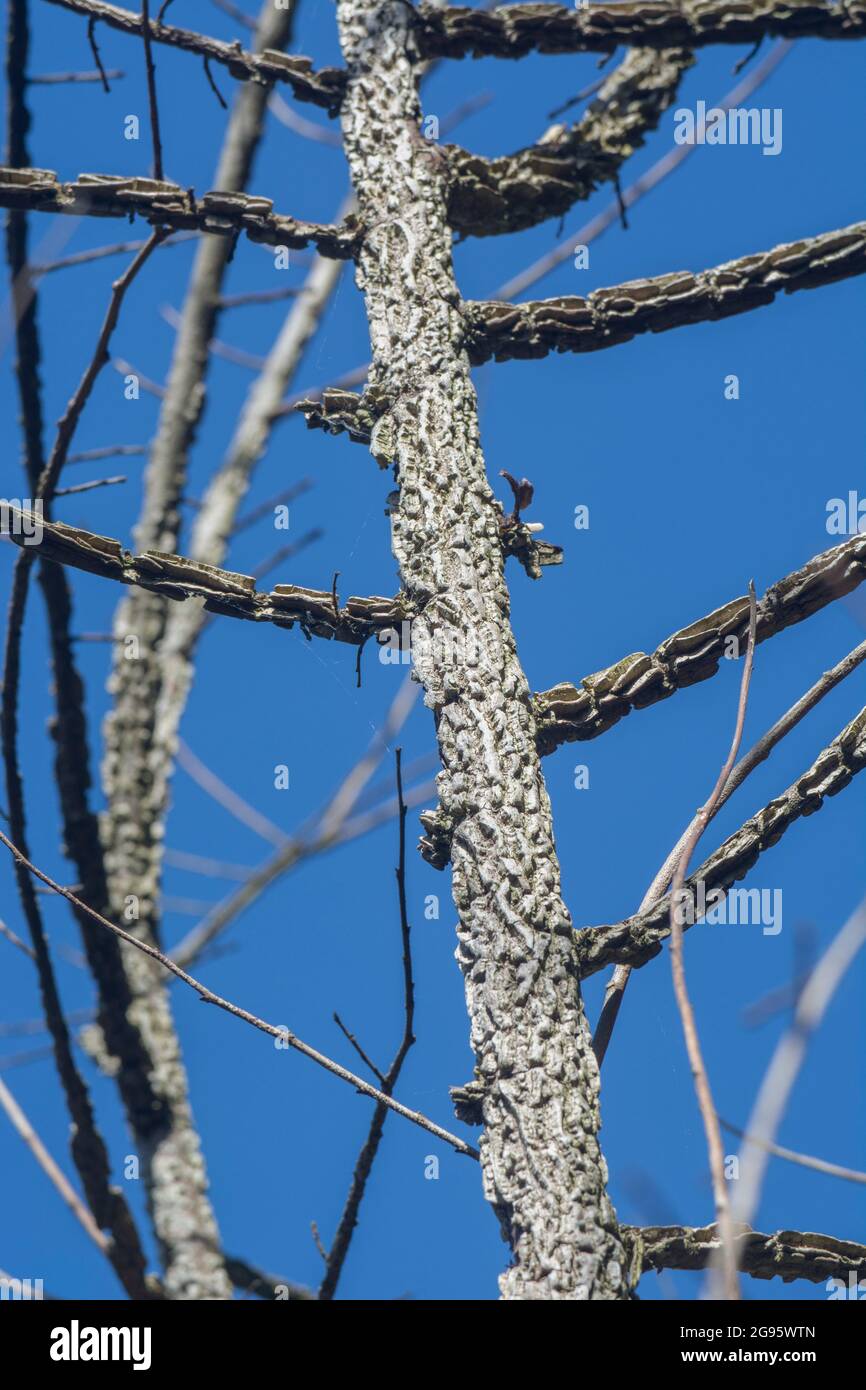 Corteccia di albero furrowed abbastanza giovane anziano comune / Sambucus nigra albero al sole. Varie parti di anziano una volta usato in rimedi a base di erbe. Pianta medicinale. Foto Stock