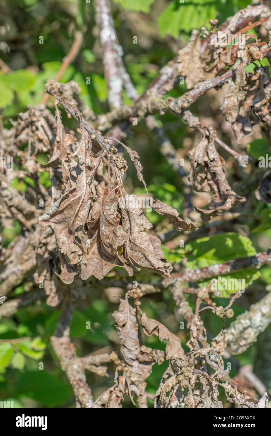 Piccola quercia / Quercus ramo rotto dell'albero con conseguente morte delle foglie attaccate. Per piante morte, alberi morti, arenati, ecc. Foto Stock