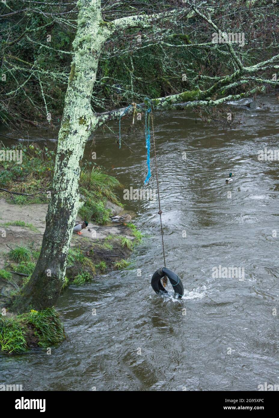 Oscillazione del pneumatico / oscillazione dell'albero appesa da una banca del fiume sopra l'acqua. Metafora bambini a giocare, avventure all'aperto, vacanze scolastiche, fiume allagato. Foto Stock