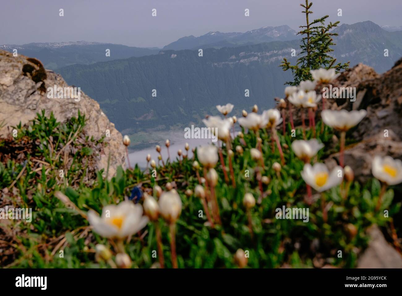 Schynige Platte, Oberland Bernese, Svizzera - Vista panoramica aerea con Interlaken, Brienzersee in bassa nebbia e Alpi svizzere Foto Stock