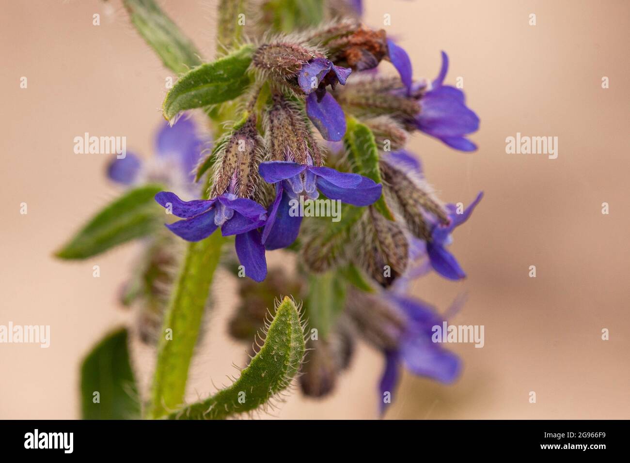 La lingua di bue comune è una pianta selvatica insetto-amichevole. Foto Stock