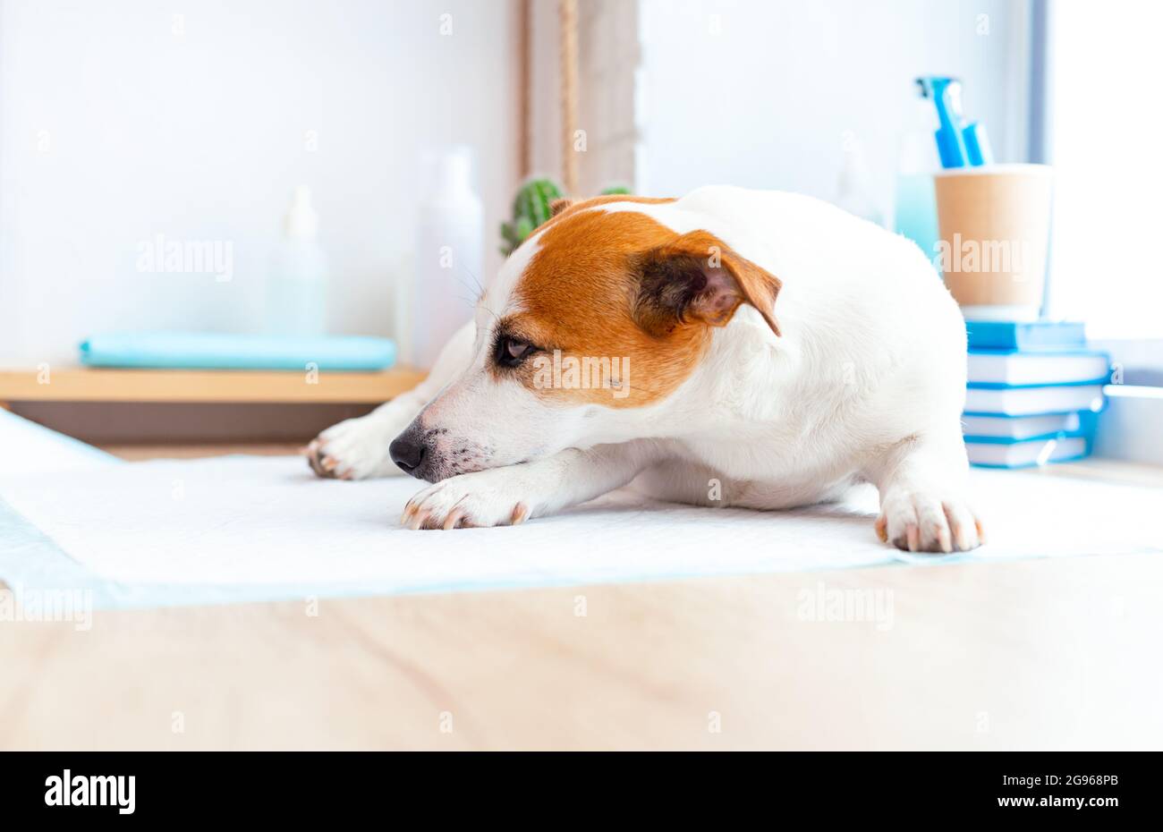 Jack russell cane terrier sdraiato sul tavolo alla reception presso la clinica veterinaria. Il cane è in attesa di esame da parte del medico veterinario. Salute del PET Foto Stock