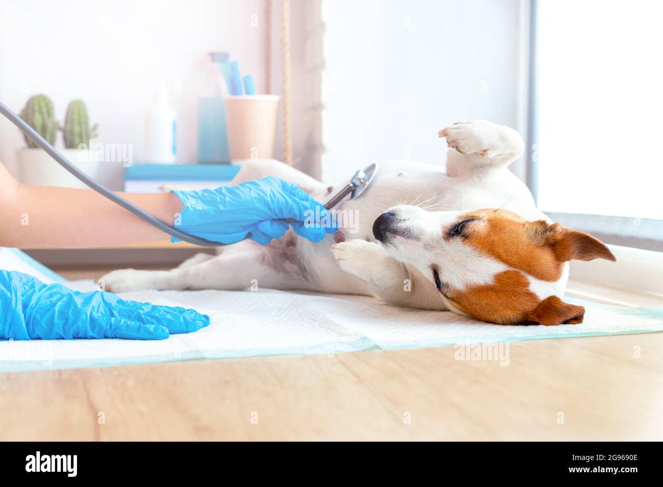 Un veterinario medico in guanti blu esamina un cane obbediente mentito Jack Russell Terrier, ascoltando il respiro o il cuore con uno stetoscopio. Assistenza veterinaria Foto Stock