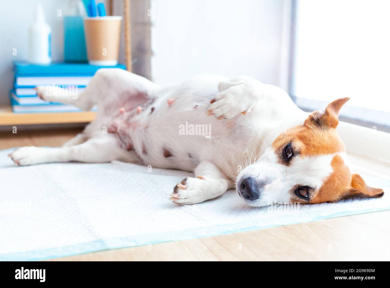 Un carino cane jack russell terrier giace sul tavolo presso la reception presso la clinica veterinaria. Il cane è in attesa di esame da parte del medico veterinario. PET Foto Stock