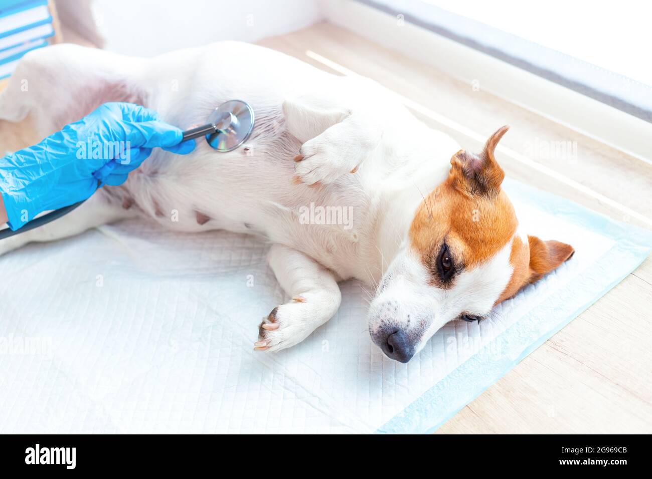 Cura veterinaria degli animali domestici. Un veterinario medico in guanti blu esamina il Jack Russell Terrier giacendo su un pannolino monouso, ascoltando il suo respiro o il cuore con Foto Stock