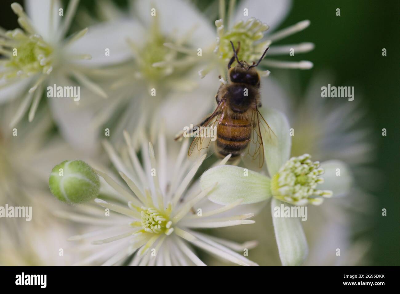 Letto catturato sul concetto di lavoro - Insect nectaring in un fiore bianco, Essex, Gran Bretagna , Foto Stock