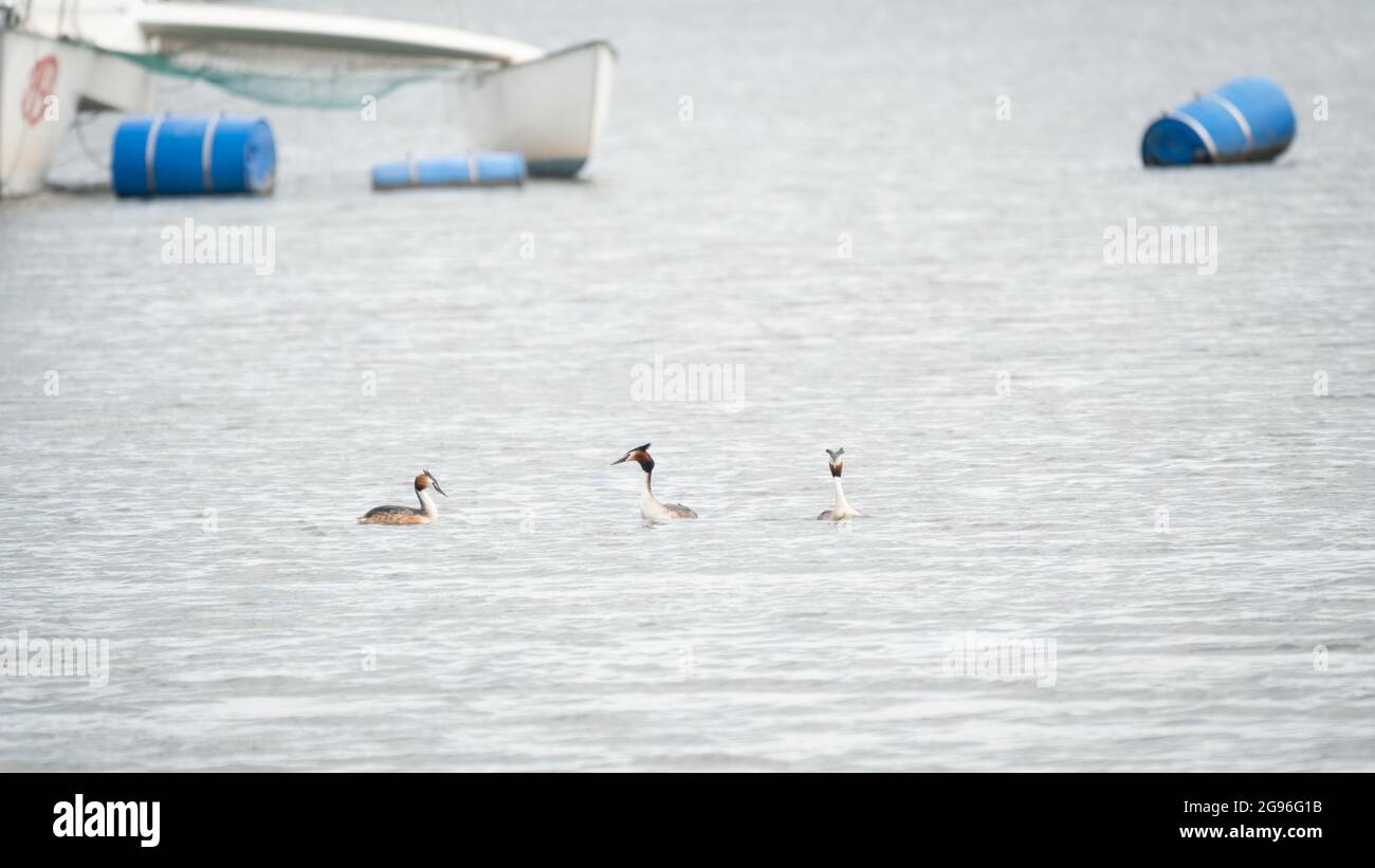 La bella mostra di corteggiando grandi aceti crestati durante la primavera, nel porto di Schardam. Schardam, Olanda settentrionale, Paesi Bassi. Foto Stock