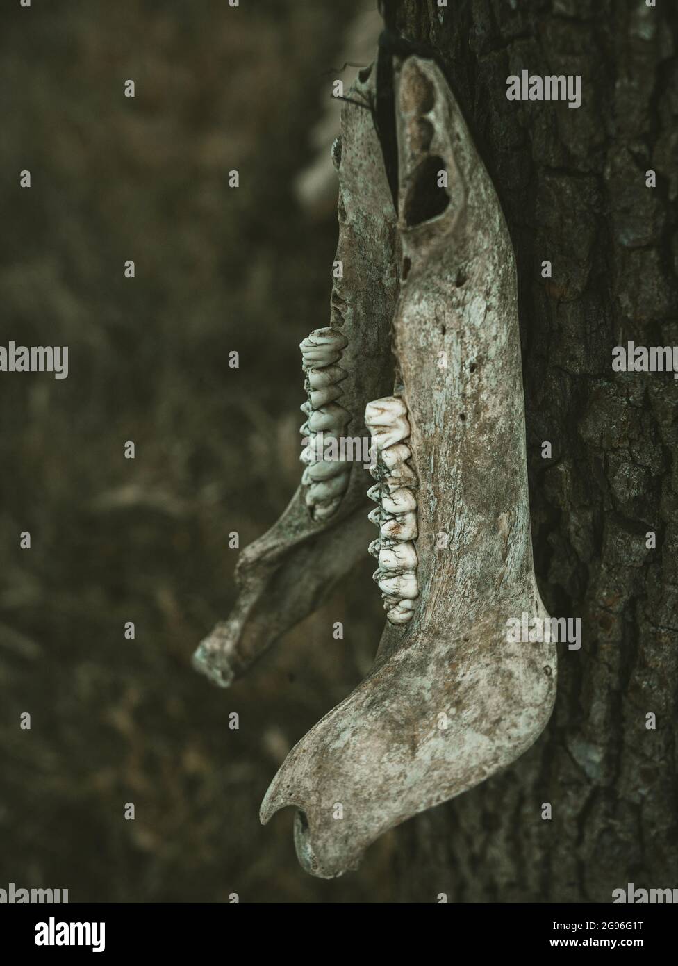 un cranio morto di un animale appeso su un albero, un simbolo pagano, foto Foto Stock