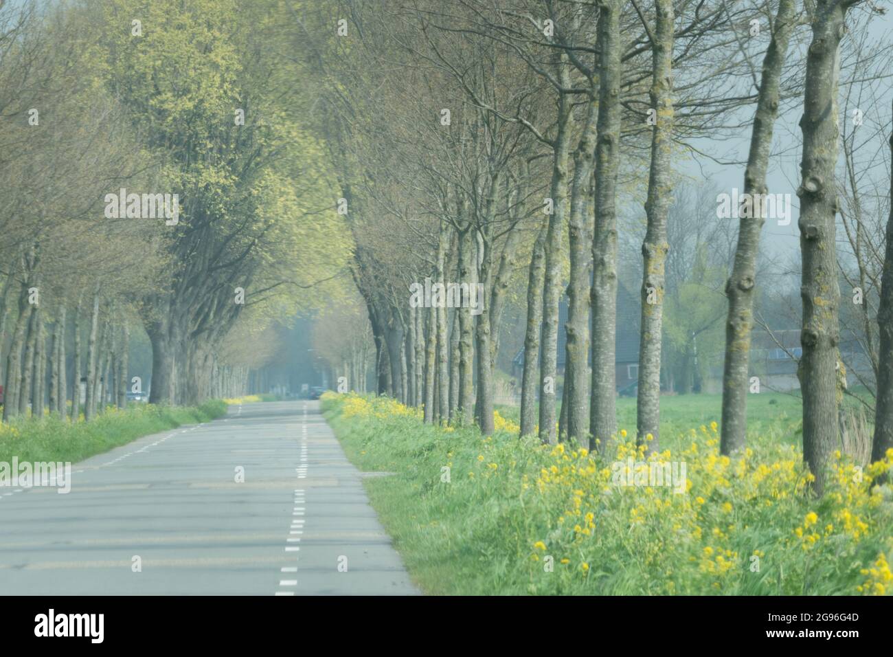 Corsia primaverile con piste ciclabili nella zona rurale del Nord-Olanda, con giovani querce e semi di mostarda gialli fioriti. Zestedenweg, Scharwoude, West-Friesland, NE Foto Stock