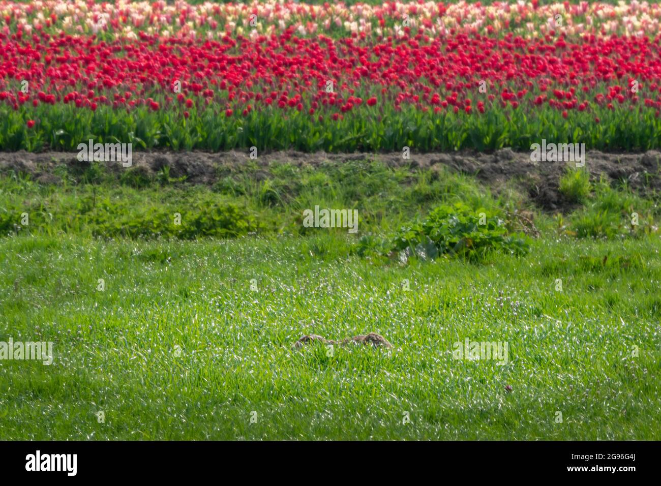 Quasi invisibile, totalmente... Lepre giace sulla sua forma in un prato vicino a un campo di tulipani fioriti rossi. Scharwoude, West Friesland, Nord Olanda Foto Stock