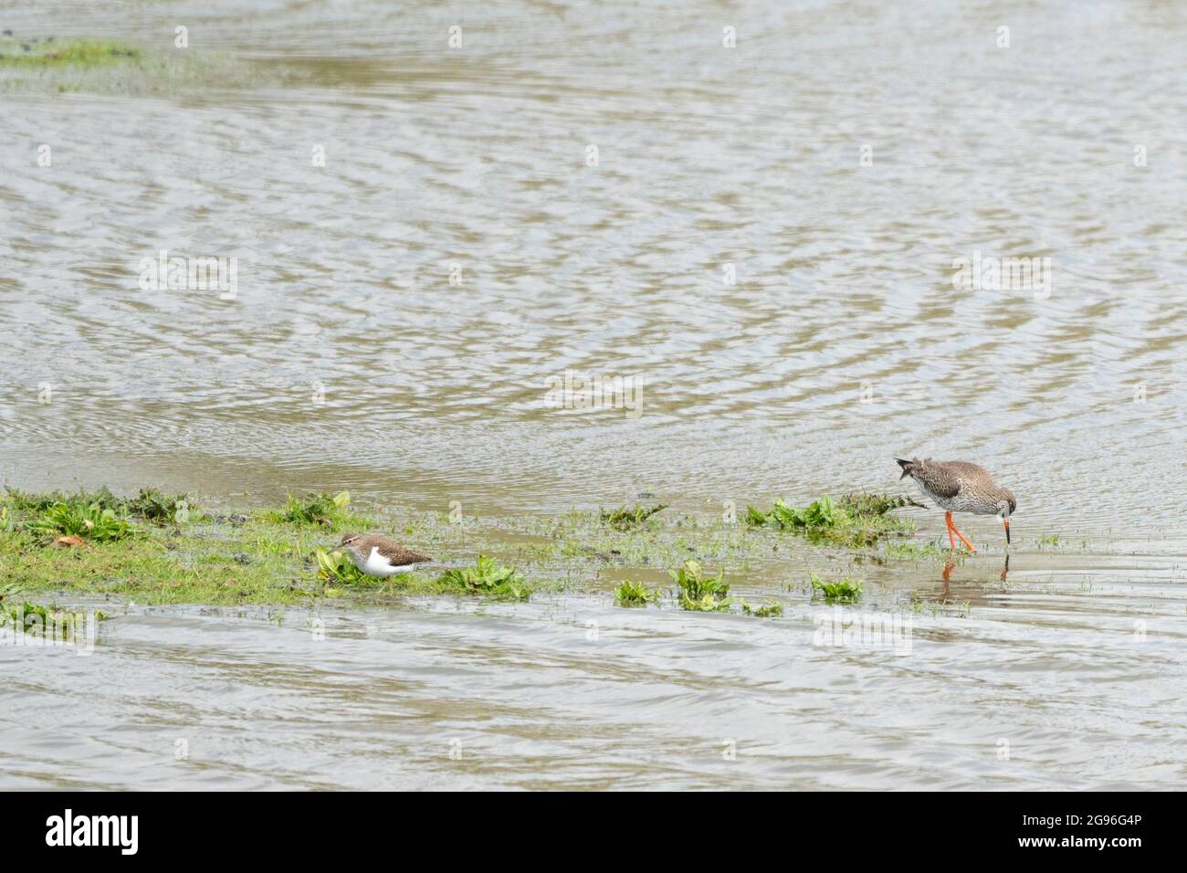 Sandpiper e redshank che forano insieme. Riserva naturale Landje van Naber. De Hulk, Hoorn, Nord-Olanda, Paesi Bassi Foto Stock