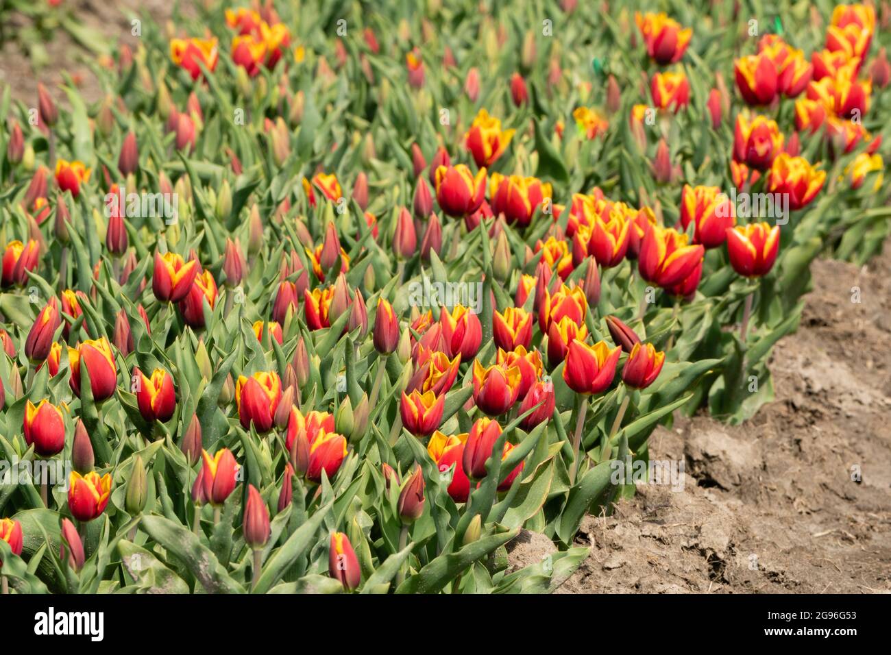 Campo tulipani rosso-giallo. Regione Hoorn, West-friesland, Nord-Olanda, Paesi Bassi. Foto Stock