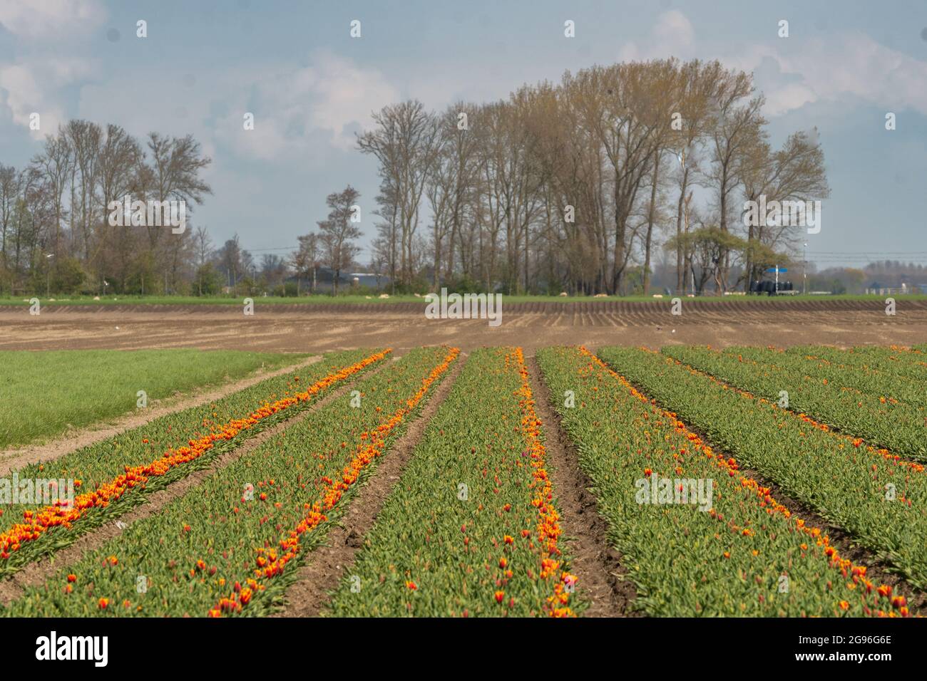Tulipani rosso-giallo in un campo con alberi all'orizzonte. Regione Hoorn, West-friesland, Nord-Olanda, Paesi Bassi. Foto Stock